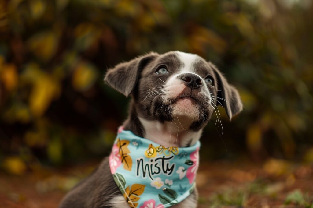 Nom de chien en M : 50 idées stylées et fun pour ton toutou